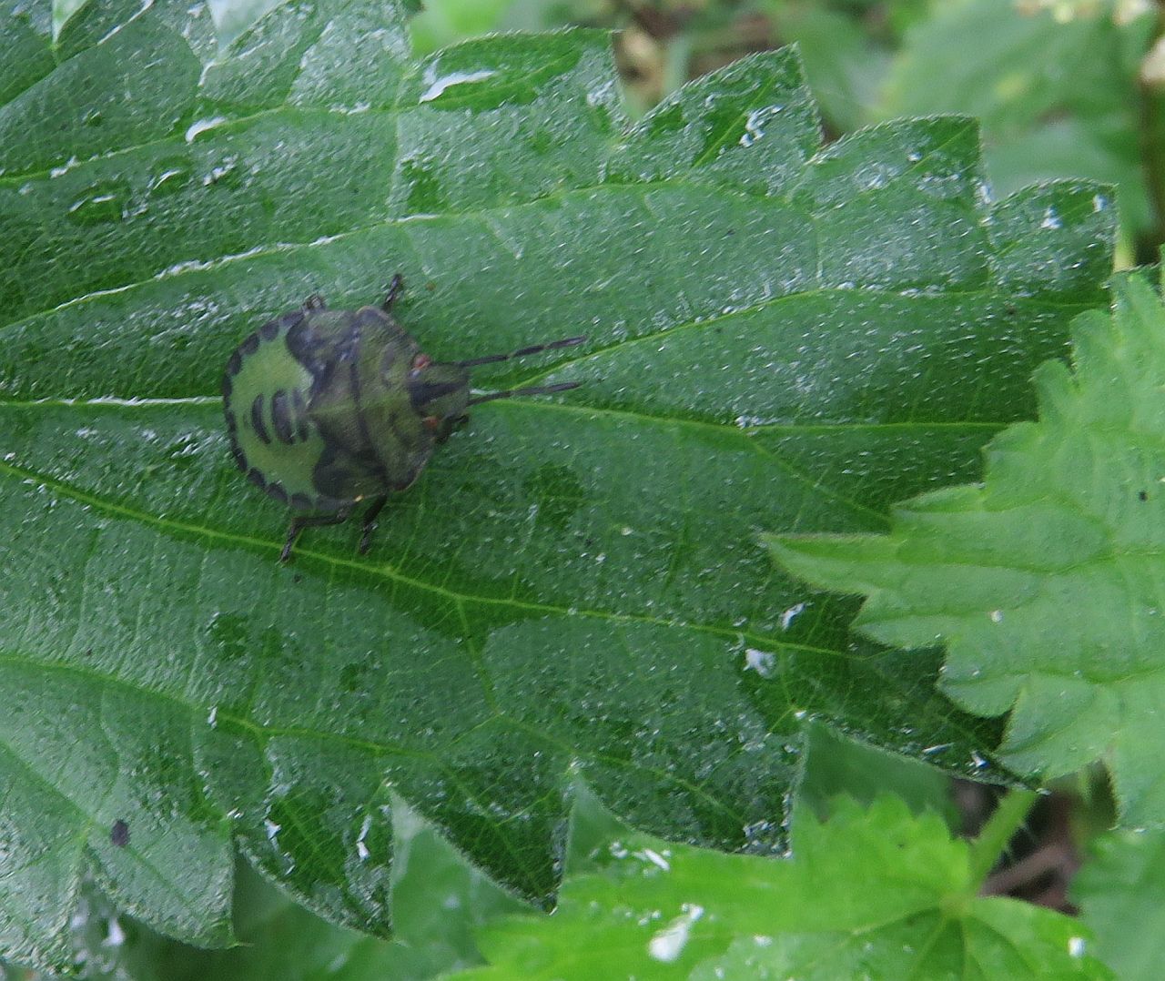 Common Green Shieldbug (Final  instar Nymph) 
